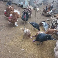 بوقلمون|حیوانات مزرعه|اردبیل, |دیوار