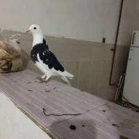 کفتر گرفتنی