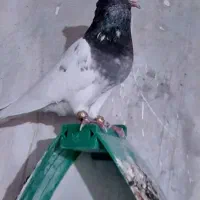 گمشده|پرنده|مسجد سلیمان, |دیوار