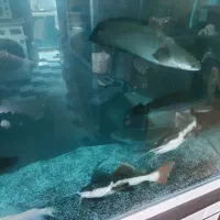 ماهی آکواریومی و مانستر