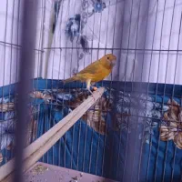 قناری نر ۴ ماهه|پرنده|کرمان, |دیوار