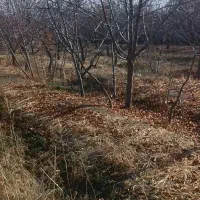 2600 متر باغچه با درختان قدیمی زیر قیمت