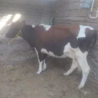 گاو طلا|حیوانات مزرعه|بم, |دیوار