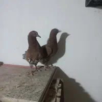 یک جفت مفلق و یک جفت نر و ماده|پرنده|نجفآباد, شیخ آباد|دیوار