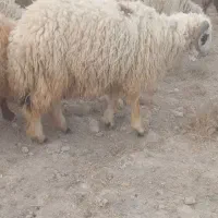 فروش بره نر یزع