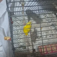 قناری|پرنده|برخوار, |دیوار