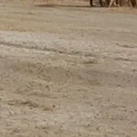دوعدد قوچ درجه یک ودوعدد بره کاوه|حیوانات مزرعه|هندیجان, |دیوار