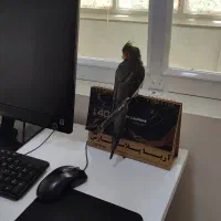 عروس هلندی گمشده