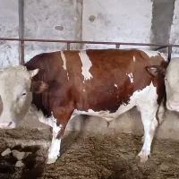 دوتا گاو نر سیمیتال