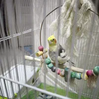 عروس هلندی جفت مولد|پرنده|شاهین‌شهر, فردوسی|دیوار