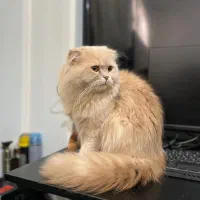 گربه نر و ماده