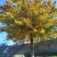 ویلا ییلاقی بازسازی شده منطقه جنگلی خوشآبوهوا|فروش خانه و ویلا|فریم, |دیوار