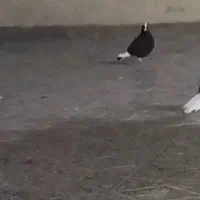 کبوتر گم شده است