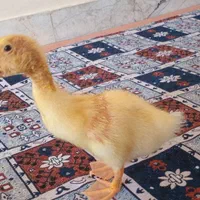 بچه اردک|حیوانات مزرعه|تهران, زهتابی|دیوار