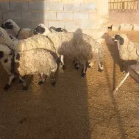 میش عراقی بره دار