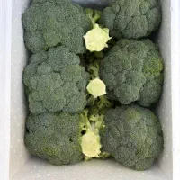 پخش میوه و صیفی جات|خدمات پذیرایی، مراسم|تهران, میدان میوه و ترهبار مرکزی|دیوار