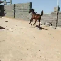 کره شیش ماهه با شجره