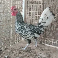 فروش دوعدد مرغ گلین با خروس سیبرایت اصل|حیوانات مزرعه|رویدر, |دیوار