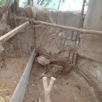 خروس وحشی|حیوانات مزرعه|نوشهر, |دیوار