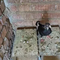 کبوتر پلنگ|پرنده|ماهان, |دیوار