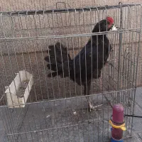 خروس سیاه مرغ جوجه طوسی اراکانا تخم سبز