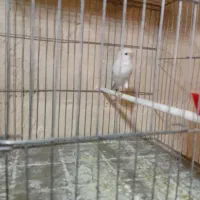 قناری طلایی ولیمویی وسیلور م و ز ا ی ک ی وکبوتر