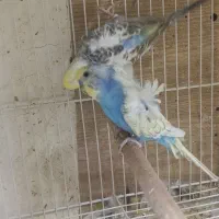 مرغ عشق پروانه ای