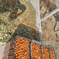 فروش باغ در گوگان آذرشهر|فروش خانه و ویلا|گوگان, |دیوار