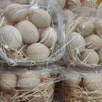 تخم مرغ محلی گلپایگانی با پیک رایگان|خوردنی و آشامیدنی|تهران, تجریش|دیوار