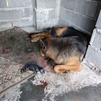 سلام سگ ژرمن اصیل|سگ|لاهیجان, آهندان|دیوار