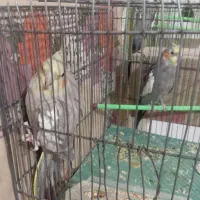 عروس هلندی