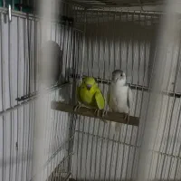 جوجه مرغ عشق
