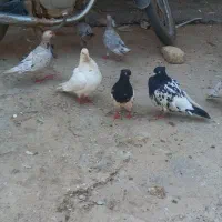 کله سیاه
