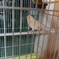 قناری آواز خون دستی