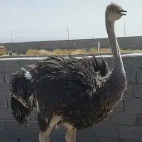 گوشت شترمرغ