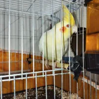 عروس هلندی نر و ماده|پرنده|آبادان, |دیوار