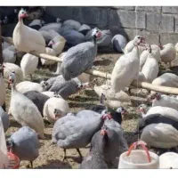 جوجه مرغ پیلموت راک شاخدارمرغ شاخدار نروماده بالغ