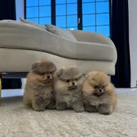 سگ پامرانین خرسی/پامر پرتقالی/نر و ماده..|سگ|تهران, وردآورد|دیوار