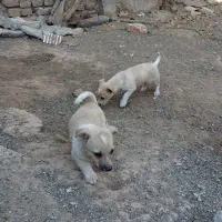 پاکوتاگوش اسبی|سگ|نیشابور, مازول|دیوار