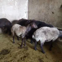 بره چاق