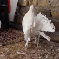 کبوتر چطری