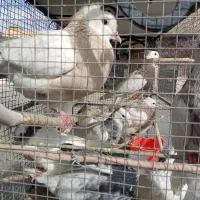 طوقی کله سیاه دورگ  فلاورجان  معاوضه با گرینچیگ|پرنده|ابریشم, |دیوار