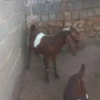 فروش ۷ راس بز پاکستانی ک ۸ راس کهره دارن ۴ راسش دو|حیوانات مزرعه|کازرون, |دیوار