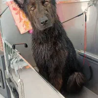 ژرمن نرشولاین|سگ|قلعه نو, |دیوار