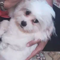 واگذاری سگ شیتزو پا کوتاه