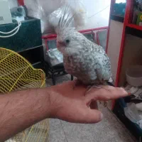 جوجه عروس تازه دون خور ایزابلا