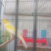 قناری نربادهن.بخون. مست|پرنده|اردبیل, |دیوار