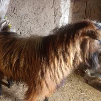 بز نر|حیوانات مزرعه|هیر, |دیوار