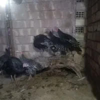 بوقلمون محلی|حیوانات مزرعه|سده (خراسان جنوبی), |دیوار