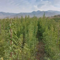 نهال انگور،مویز،گردو،گیلاس|خدمات باغبانی و درختکاری|تبریز, |دیوار